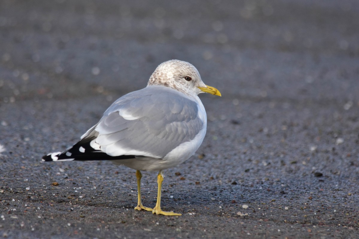 Common Gull - ML538147591