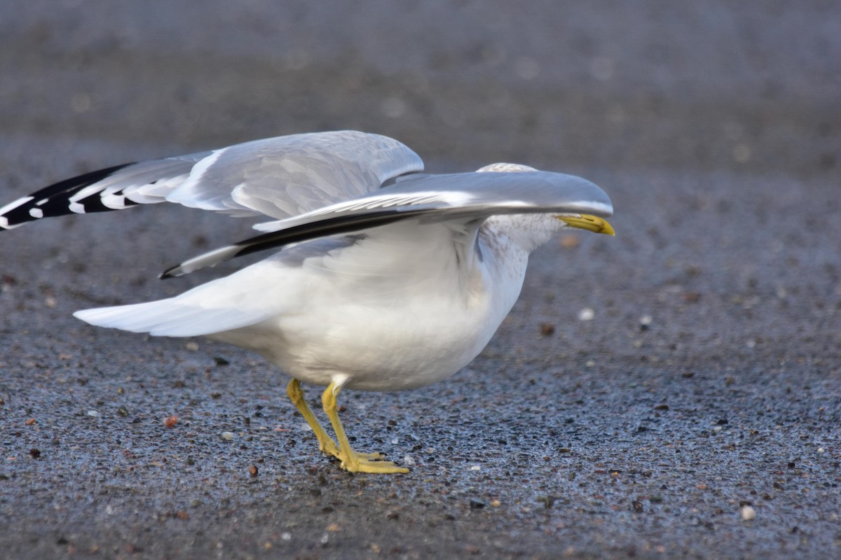 Common Gull - ML538147601