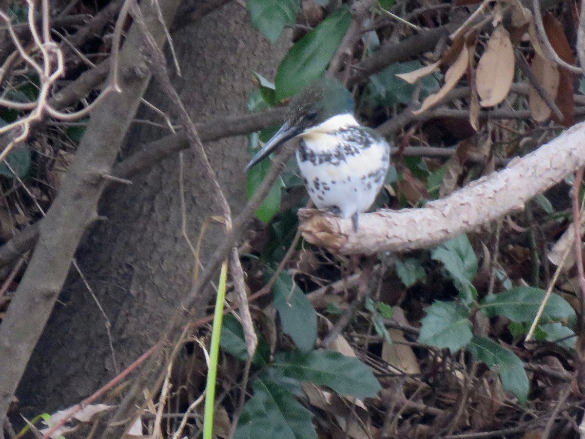 Green Kingfisher - ML538147821