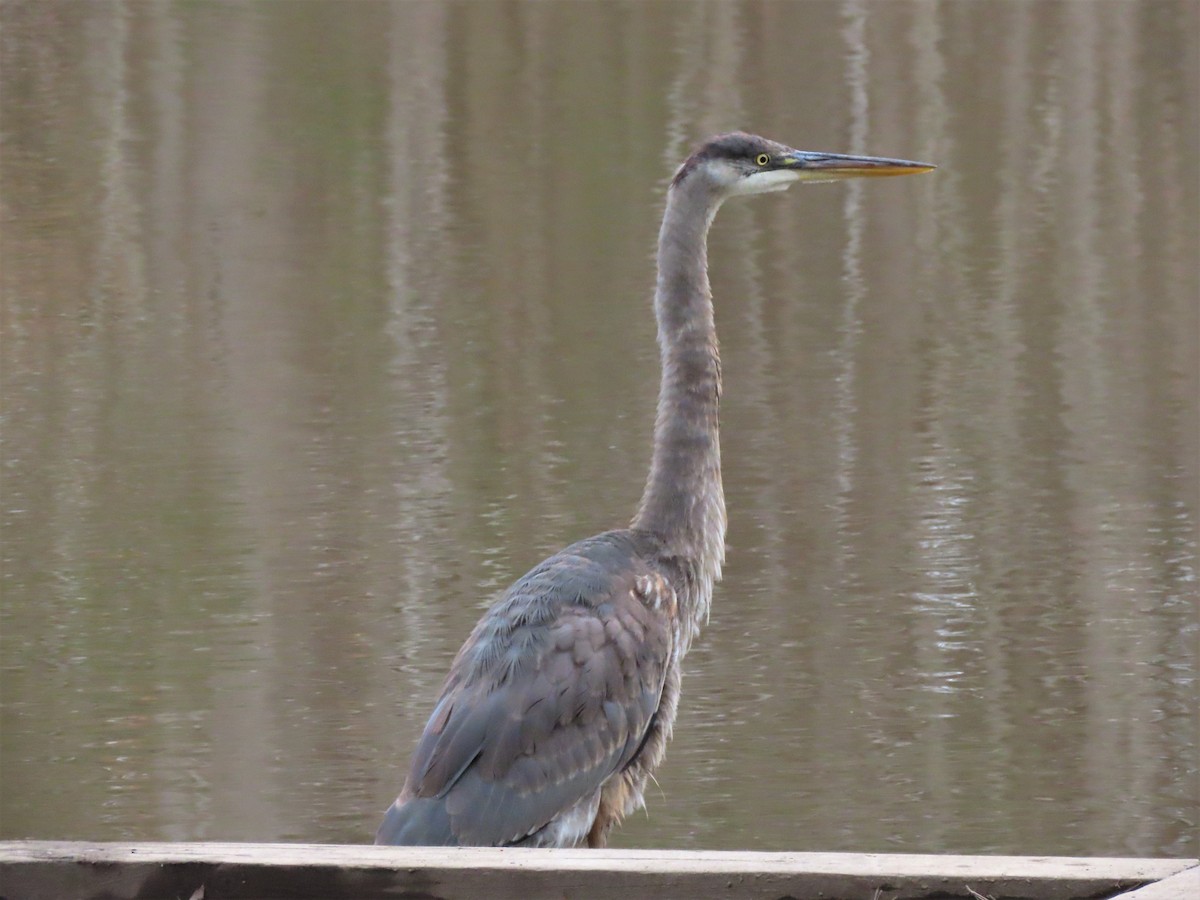 Great Blue Heron - ML538148481