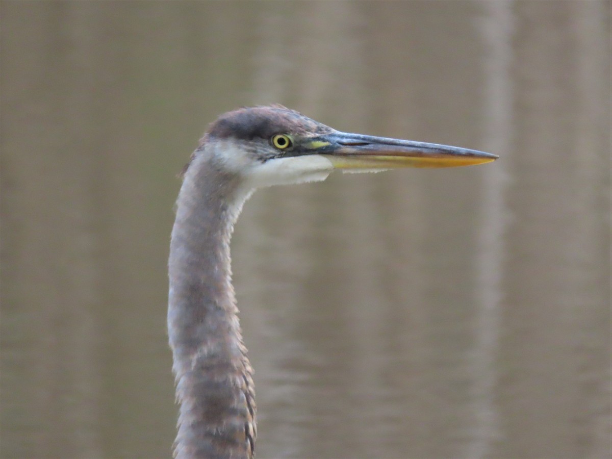 Great Blue Heron - ML538148491