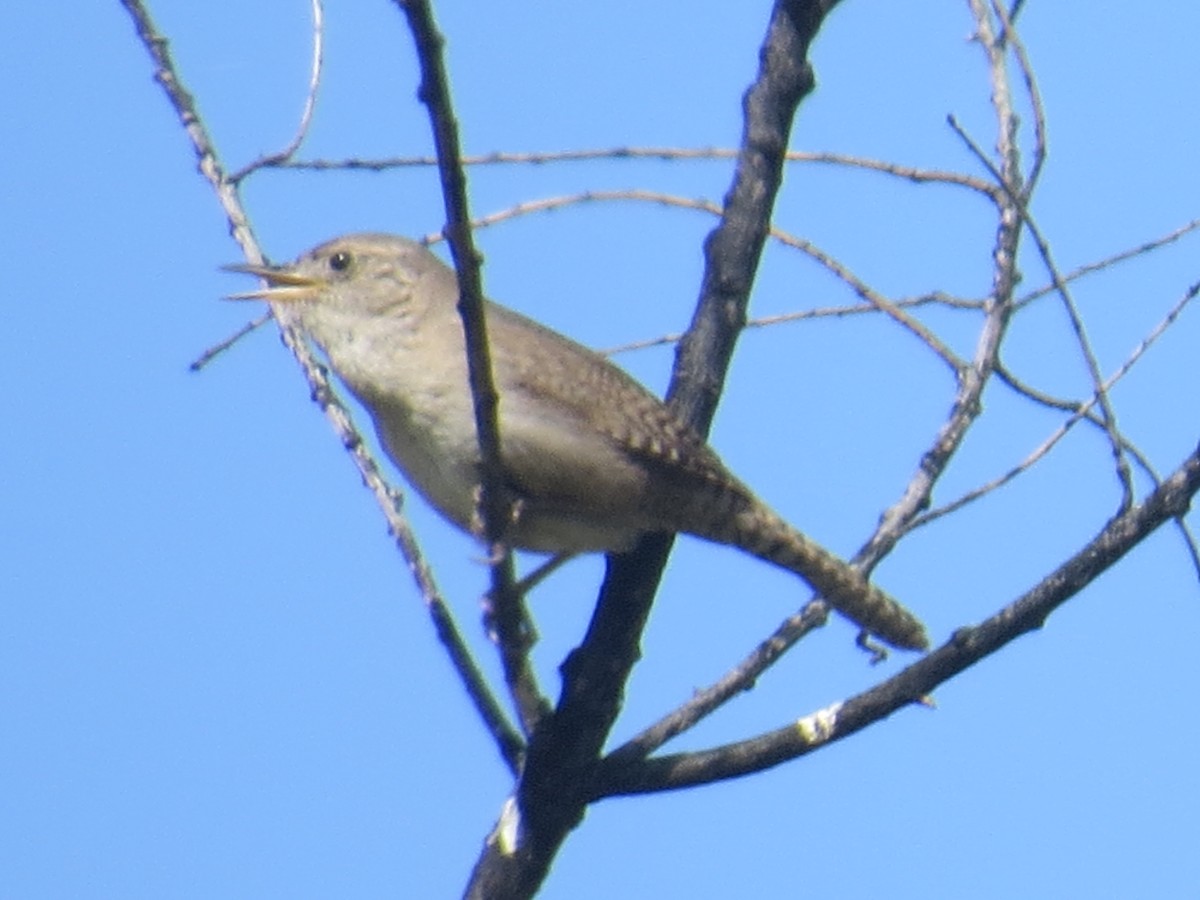 House Wren - Howard King