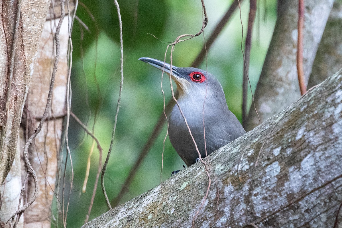 Hispaniolan Lizard-Cuckoo - Neil Hayward