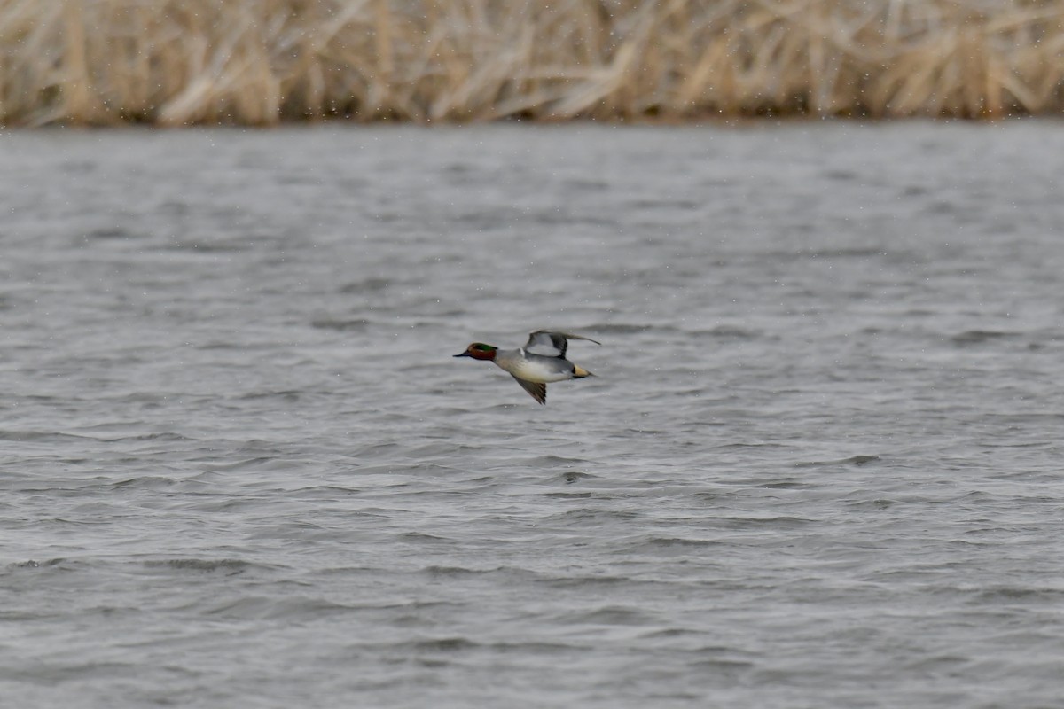 Green-winged Teal - ML538151121