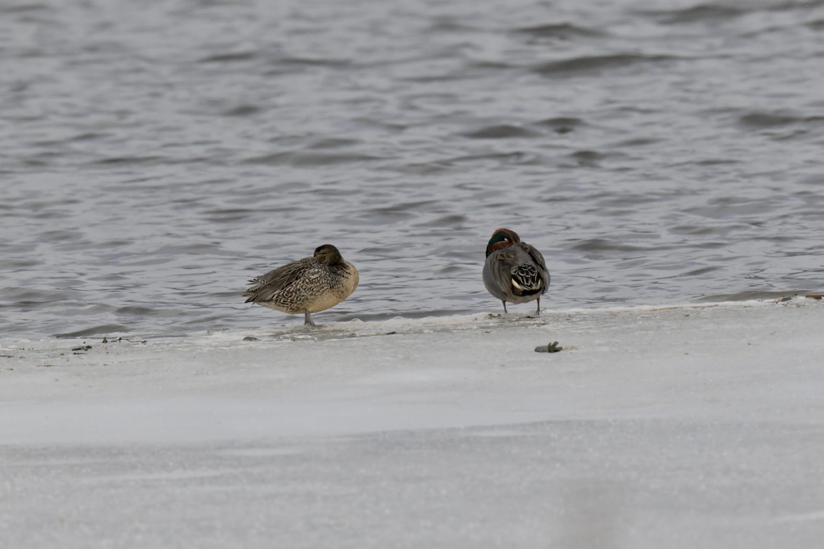 Green-winged Teal - ML538151131