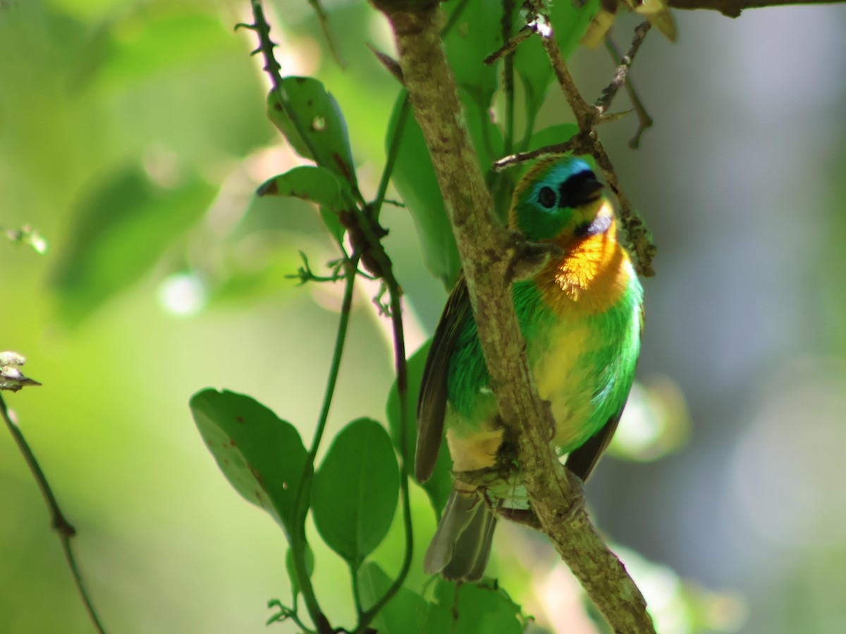 Brassy-breasted Tanager - ML538152211