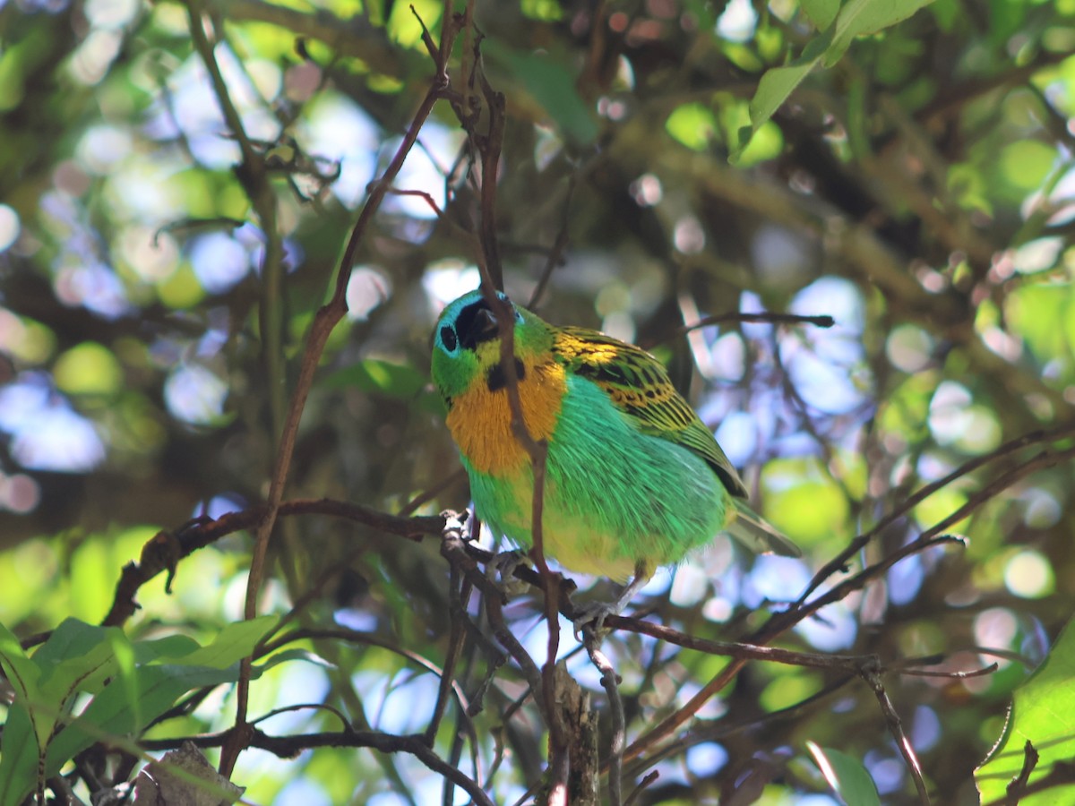 Brassy-breasted Tanager - ML538152221