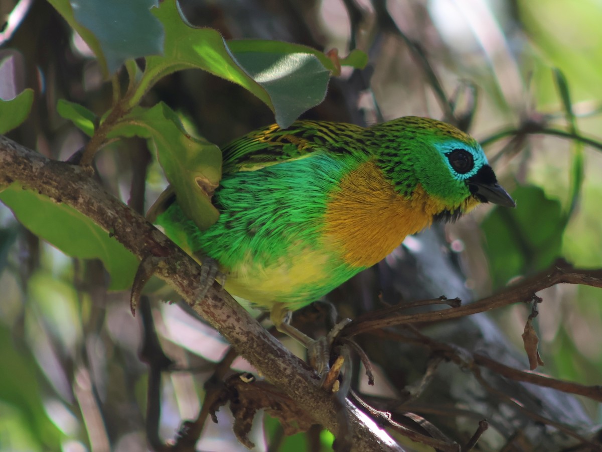 Brassy-breasted Tanager - ML538152231