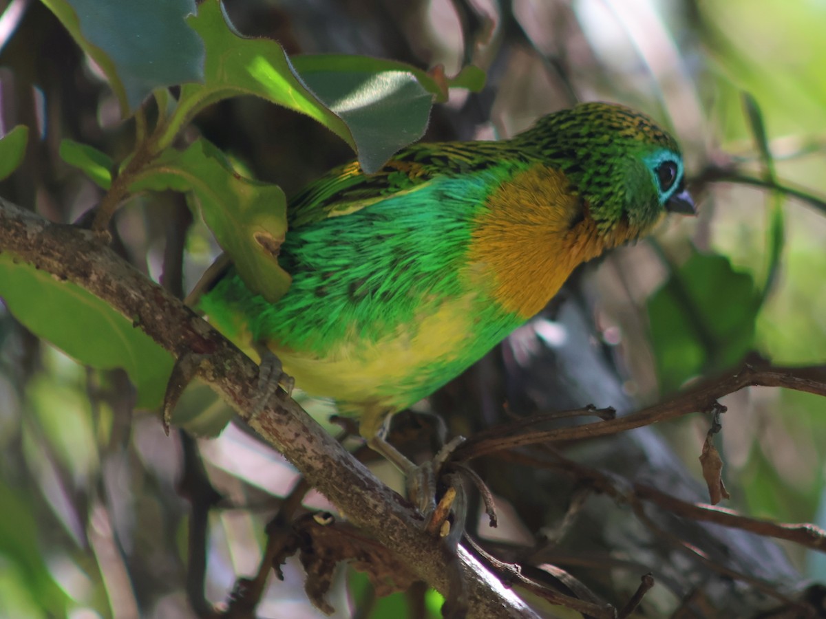 Brassy-breasted Tanager - ML538152241