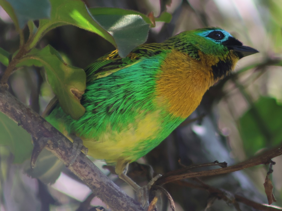 Brassy-breasted Tanager - ML538152251