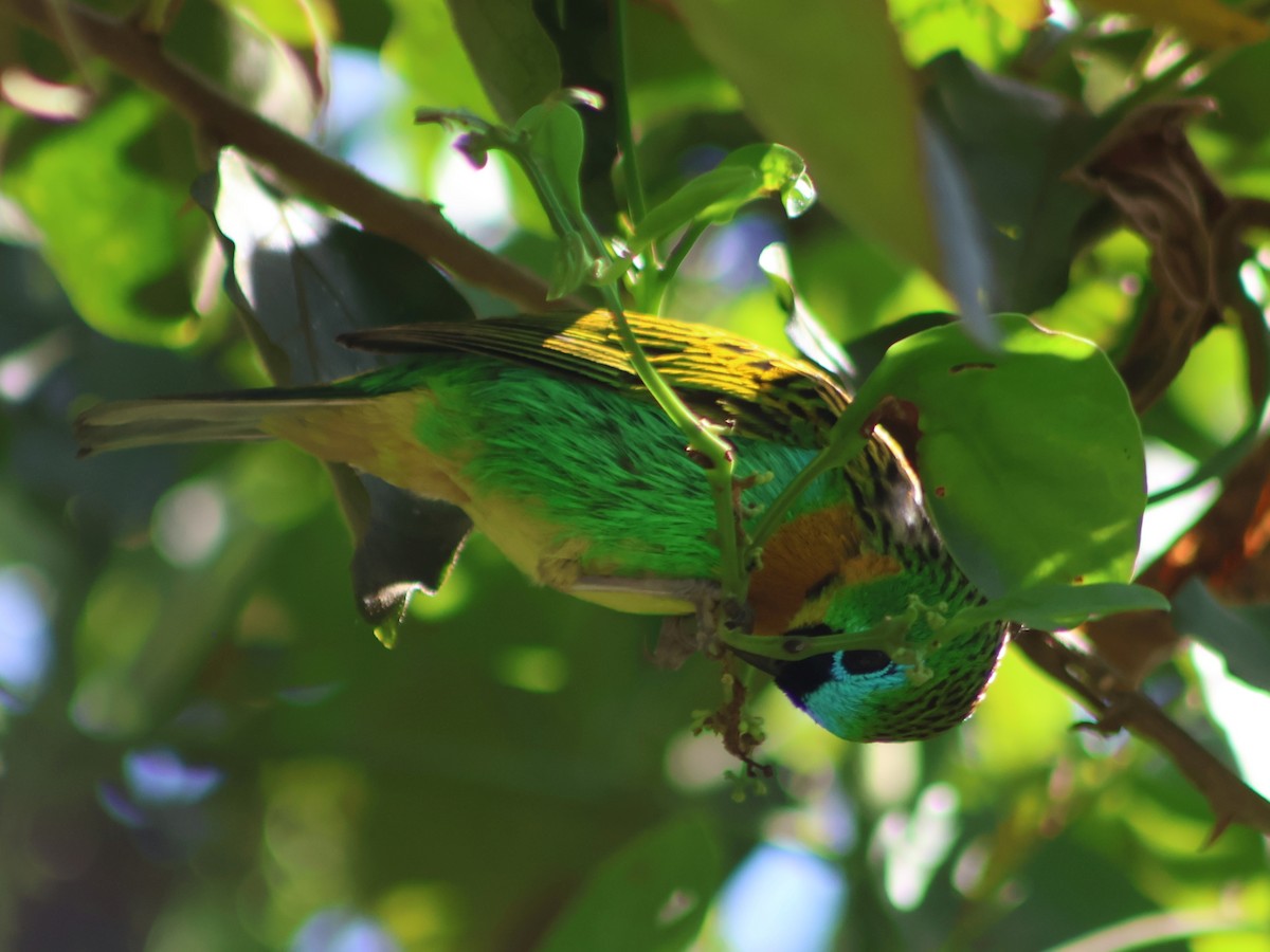 Brassy-breasted Tanager - ML538152261