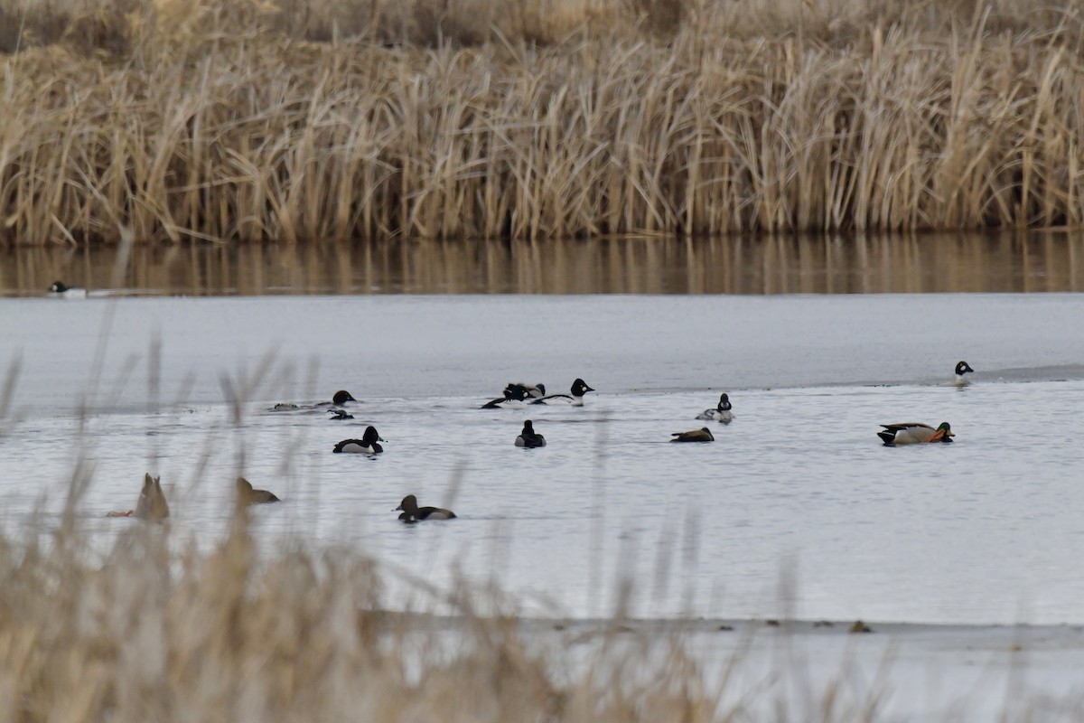 Ring-necked Duck - ML538152421