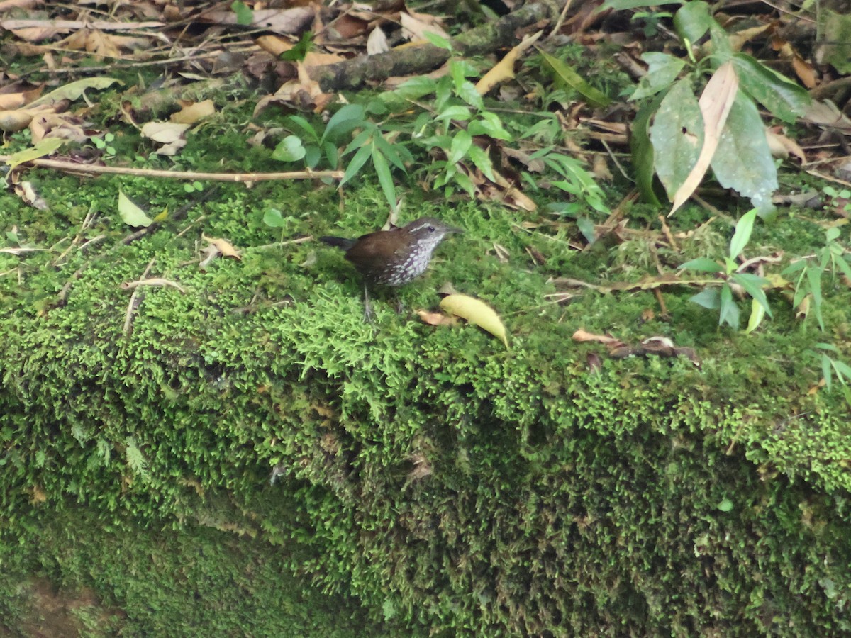 Sharp-tailed Streamcreeper - ML538153311