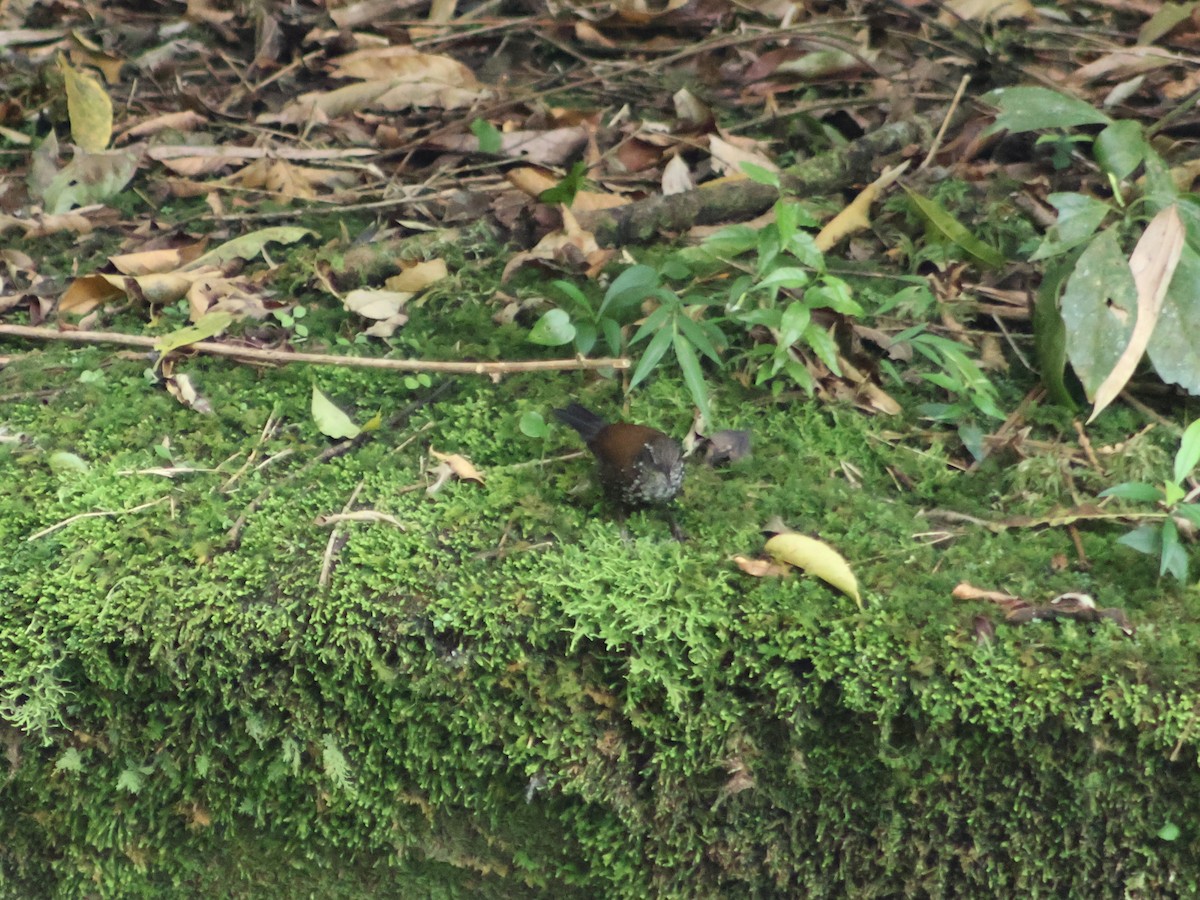 Sharp-tailed Streamcreeper - ML538153321