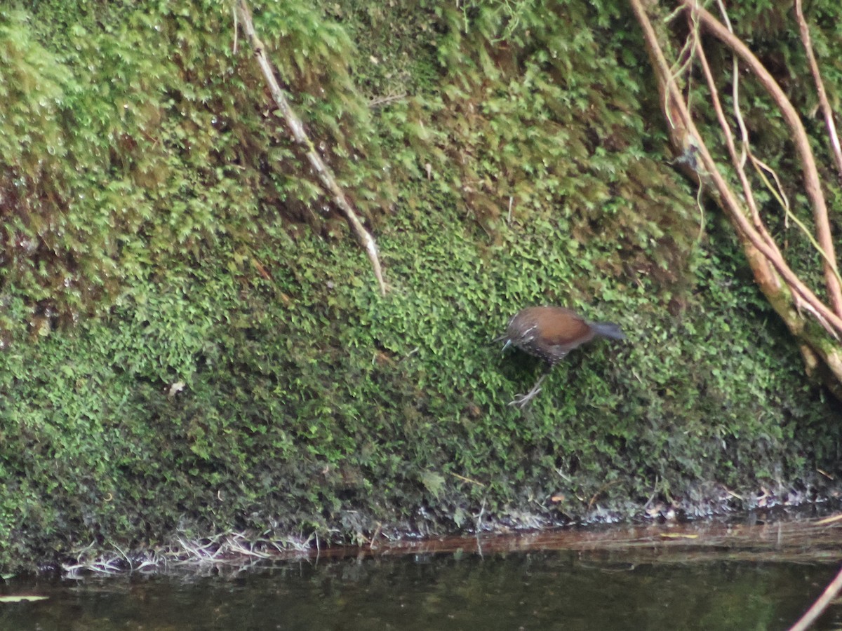 Sharp-tailed Streamcreeper - ML538153331