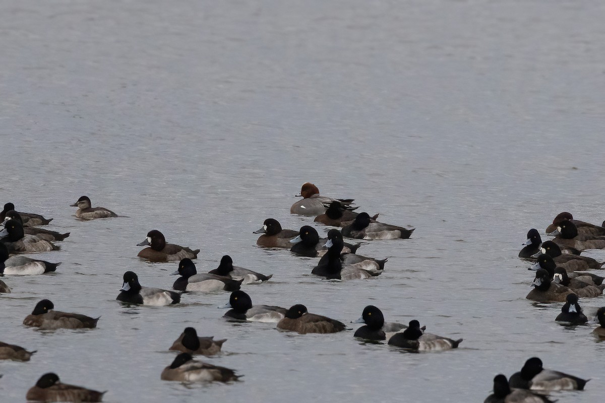 Eurasian Wigeon - ML538153511