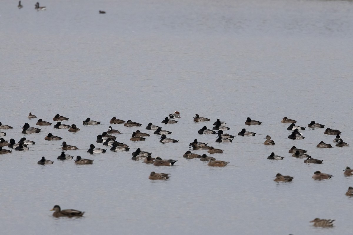 Eurasian Wigeon - ML538153521