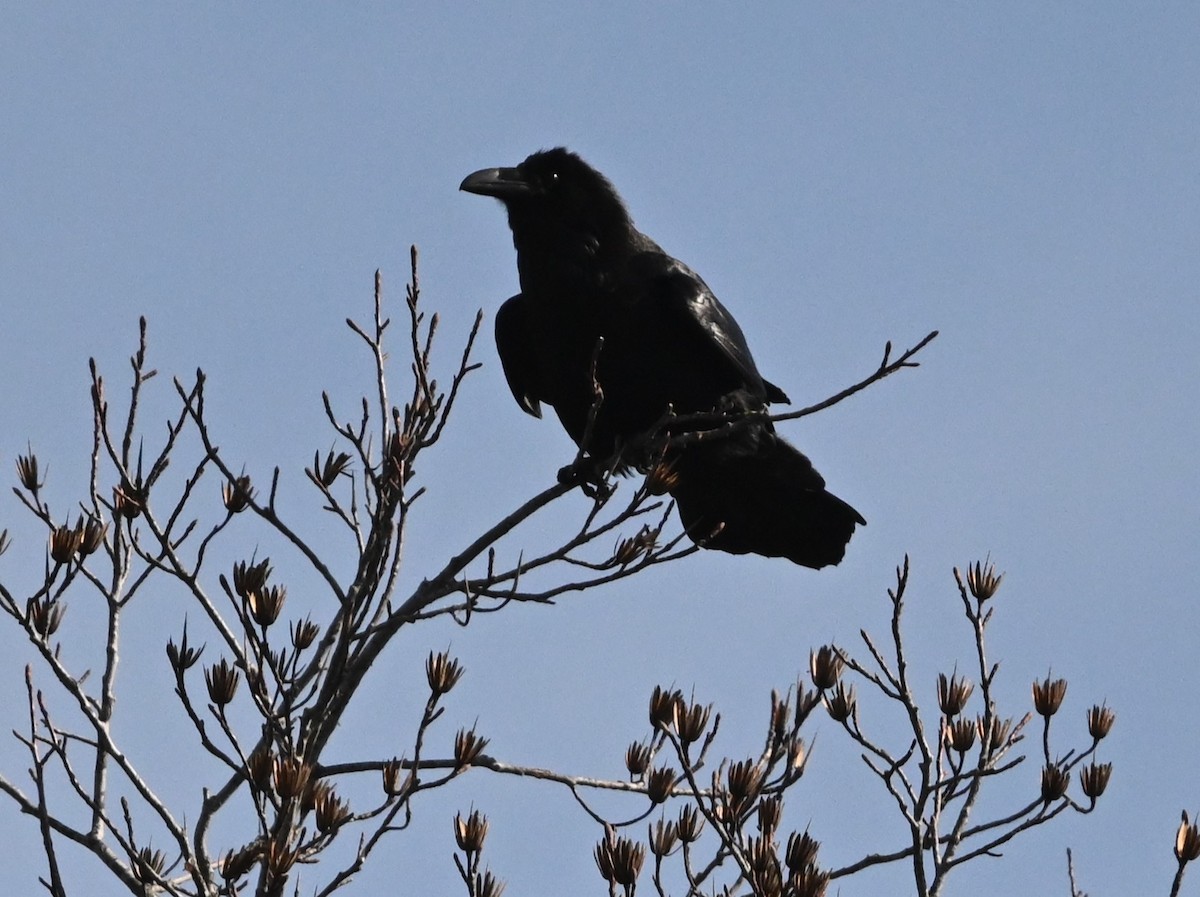 Common Raven - ML538153711