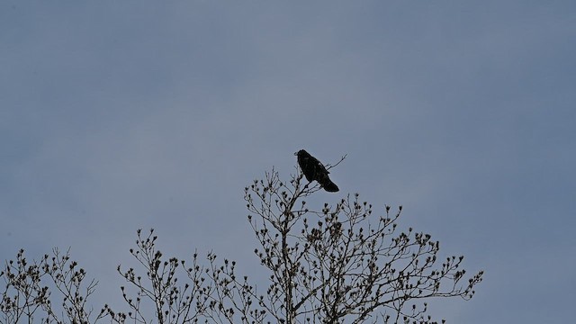 Common Raven - ML538153731