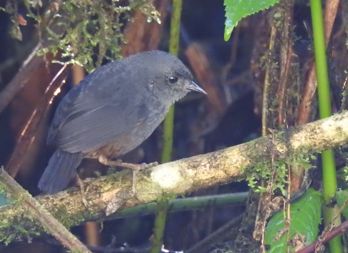 Trilling Tapaculo - ML538154291
