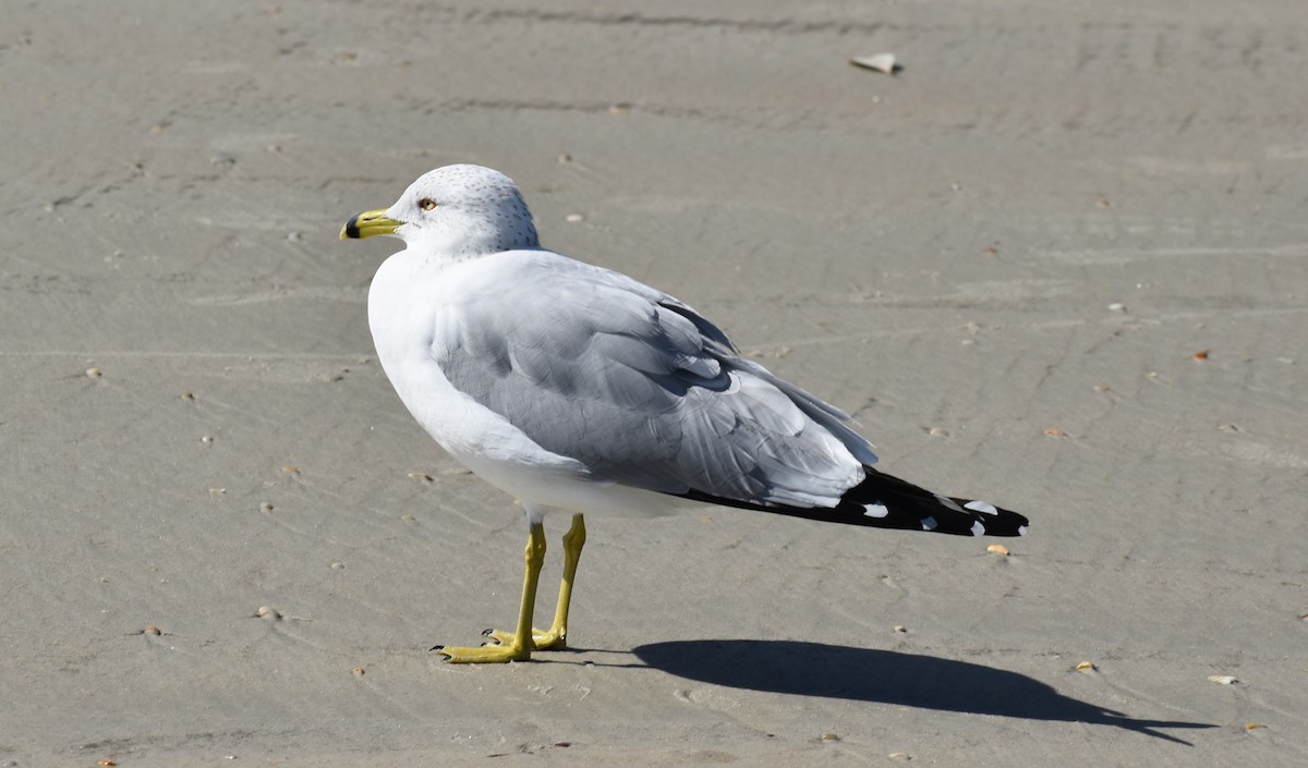 Ring-billed Gull - ML538156491