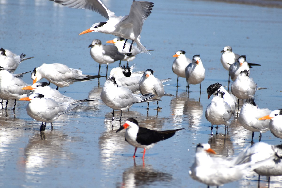 Black Skimmer - ML538157081