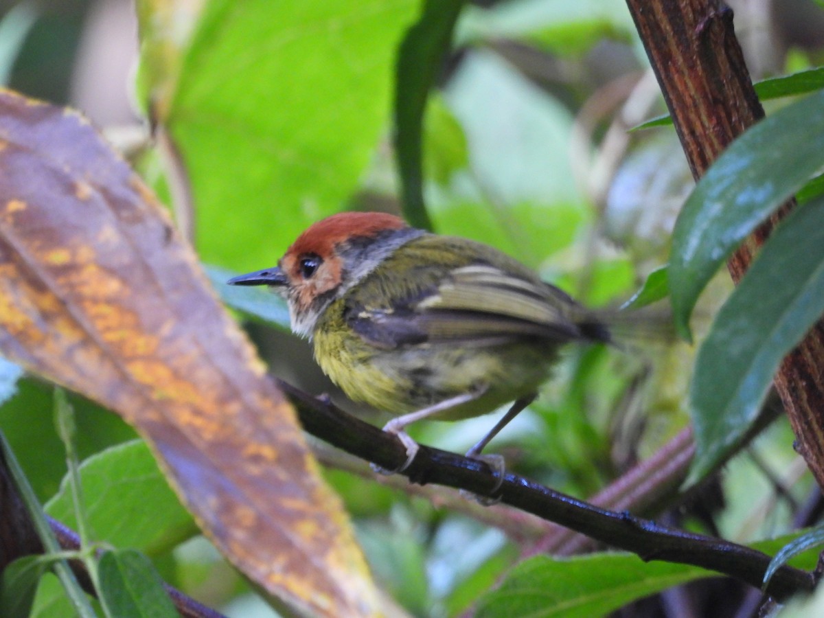 Rufous-crowned Tody-Flycatcher - ML538157121