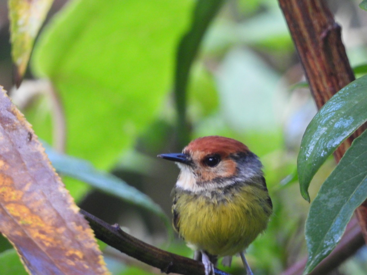 Rufous-crowned Tody-Flycatcher - ML538157131