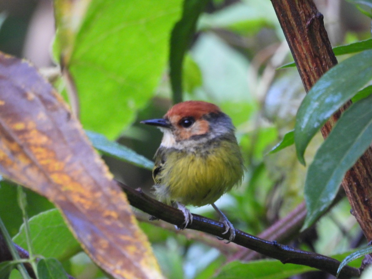 Rufous-crowned Tody-Flycatcher - ML538157141