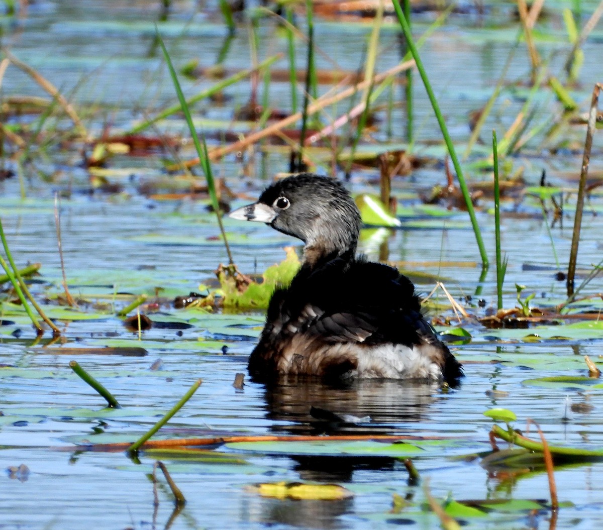 Pied-billed Grebe - Jessy Lopez Herra