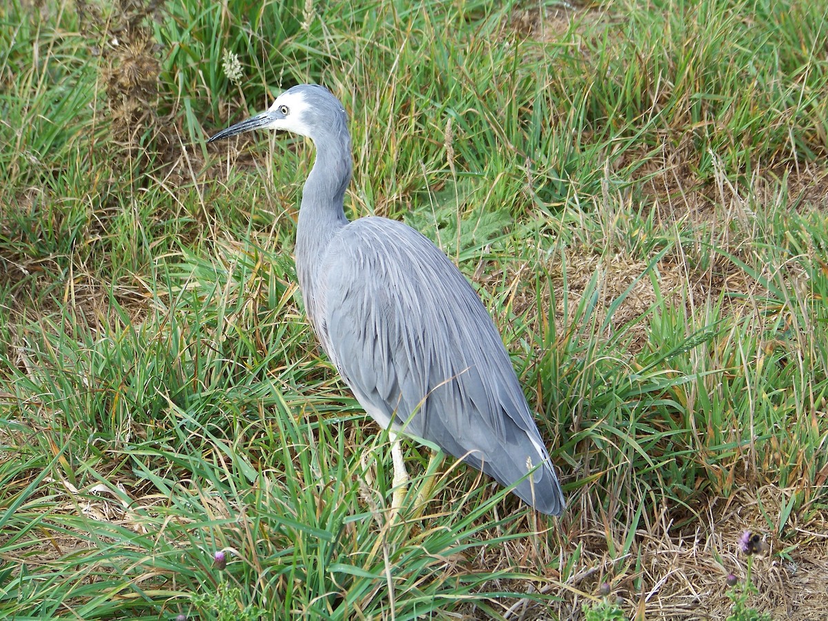 White-faced Heron - ML538158161