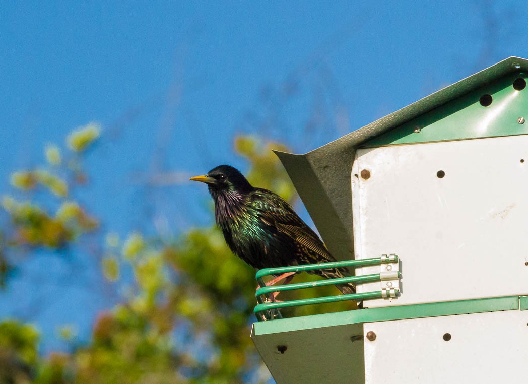 European Starling - ML53816041