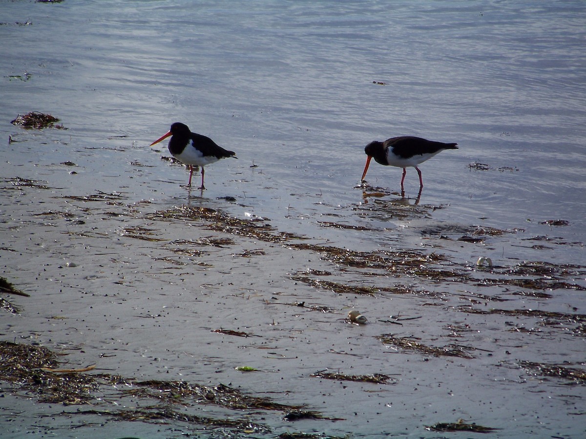 South Island Oystercatcher - ML538161681