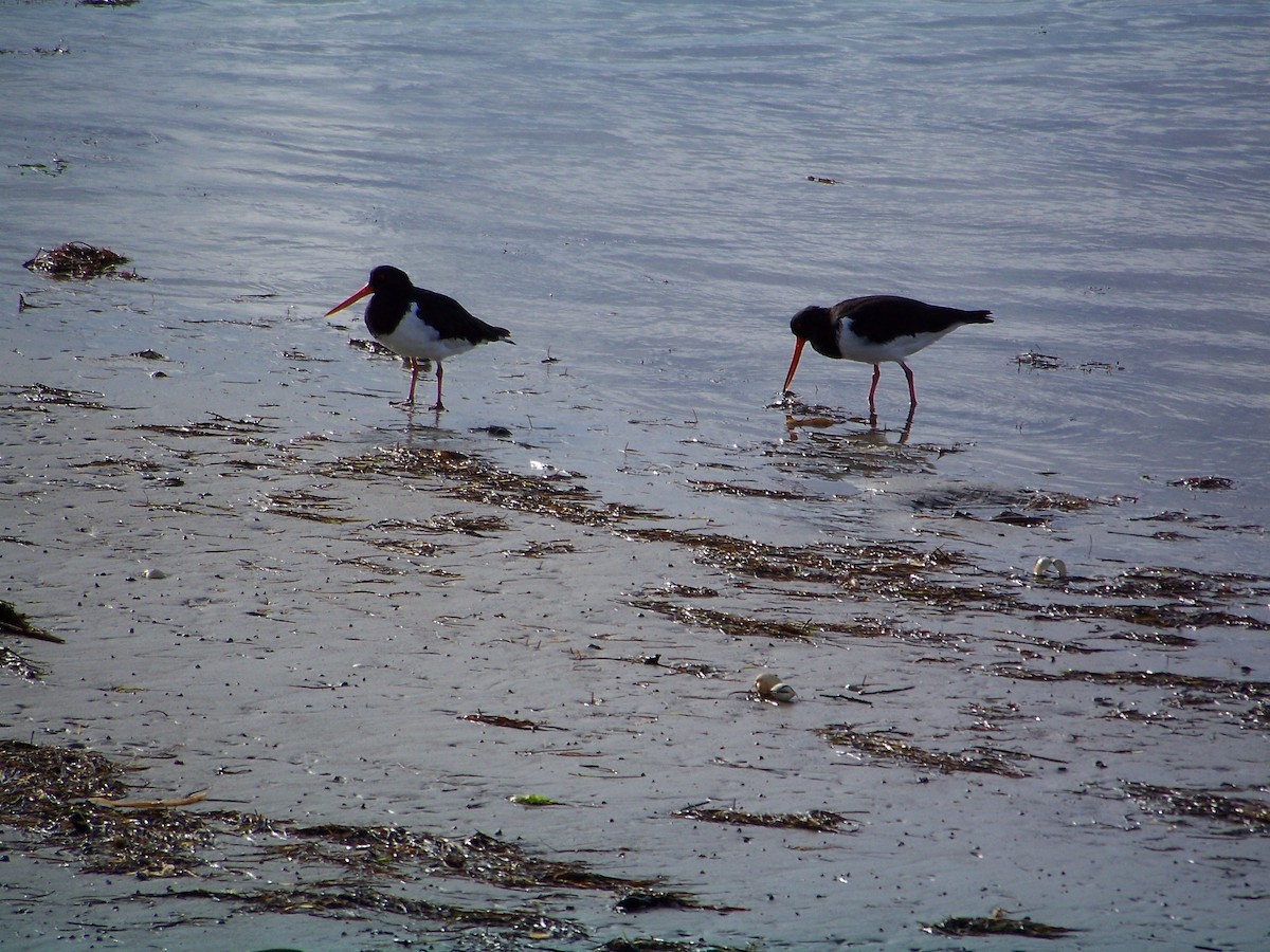 South Island Oystercatcher - Robert Leonhardt