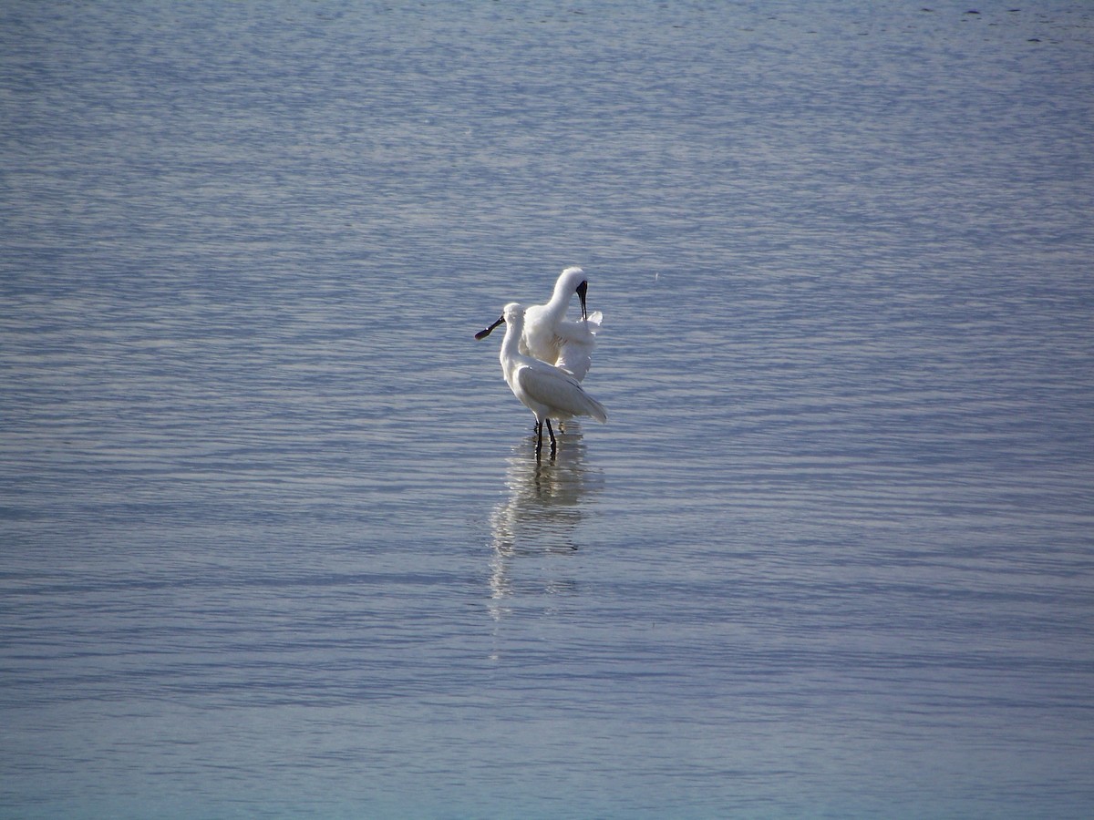 Royal Spoonbill - ML538161791