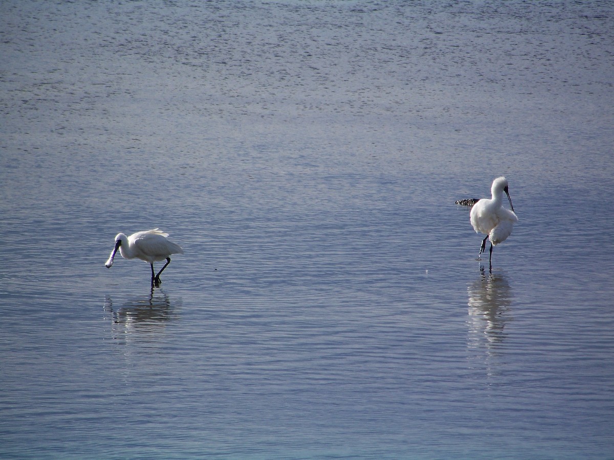Royal Spoonbill - ML538161801