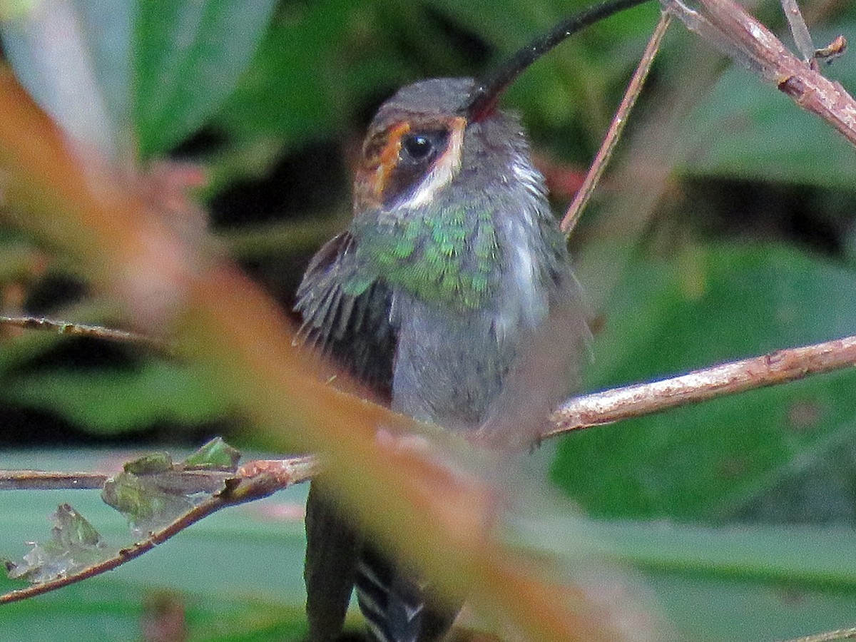 Green Hermit - ML538162351