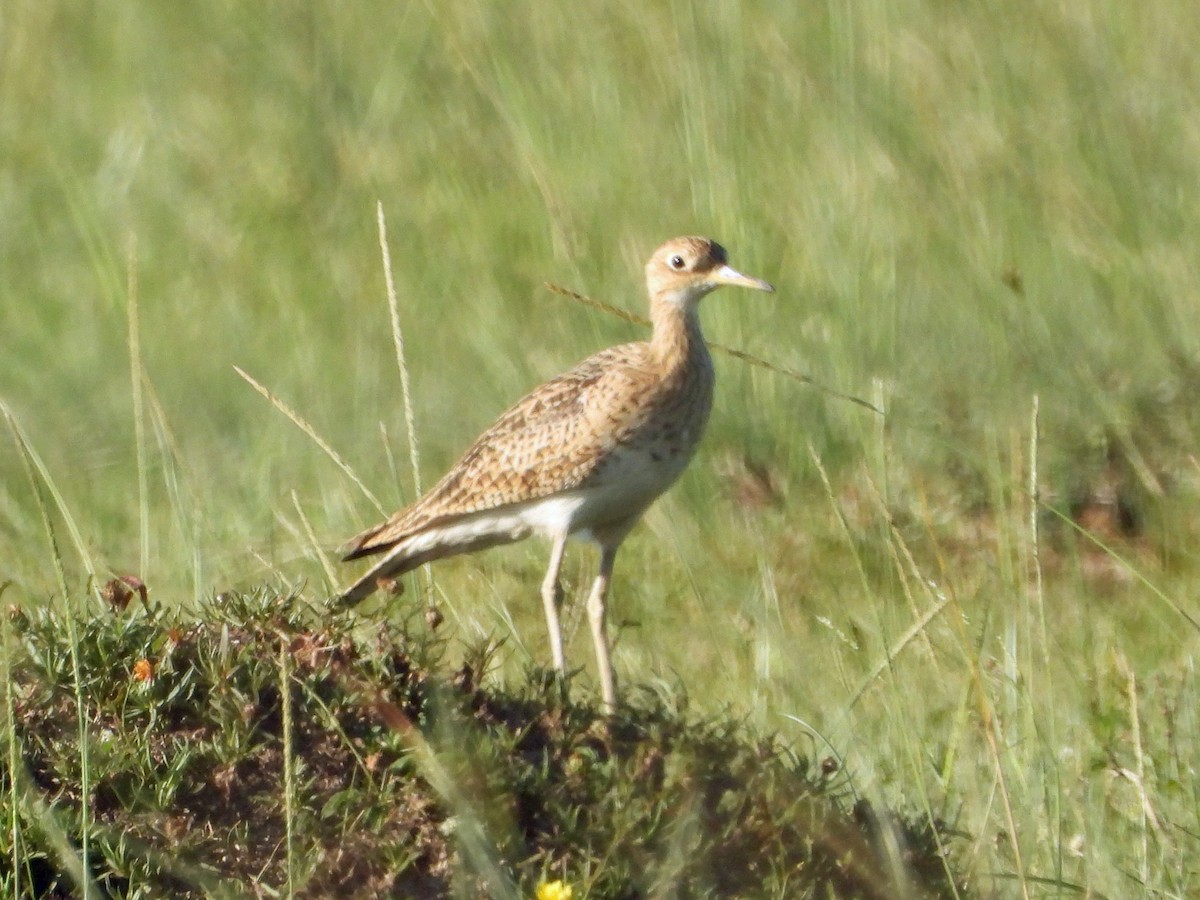 Upland Sandpiper - ML538162641