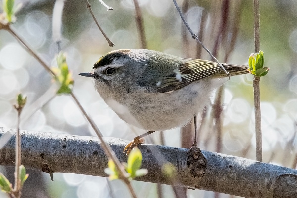 Golden-crowned Kinglet - ML53816321