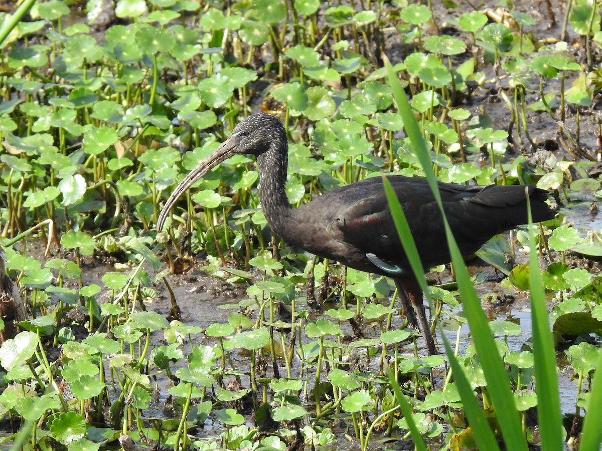 Glossy Ibis - Tyler Stewart