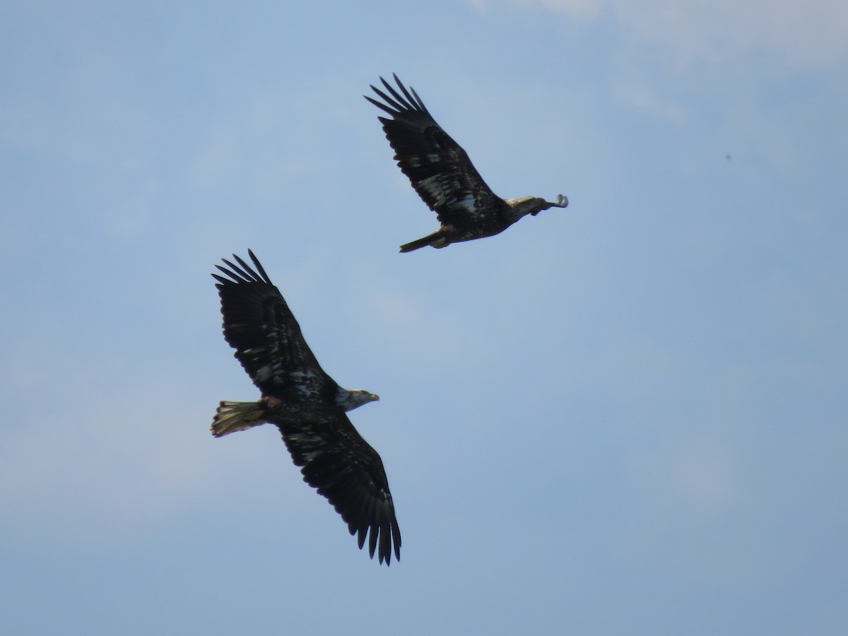 Bald Eagle - ML538163961