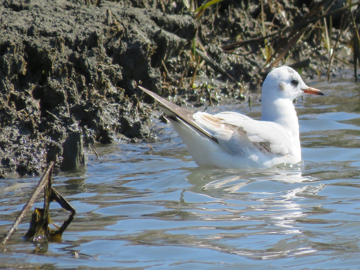 Mouette rieuse - ML538164711