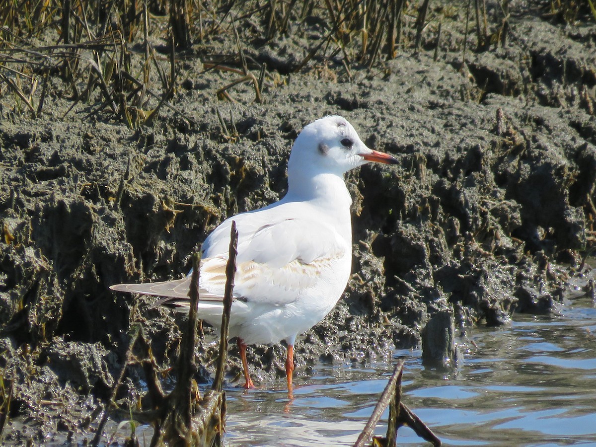 Mouette rieuse - ML538164761
