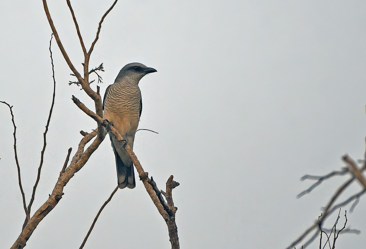 Large Cuckooshrike - ML538165401