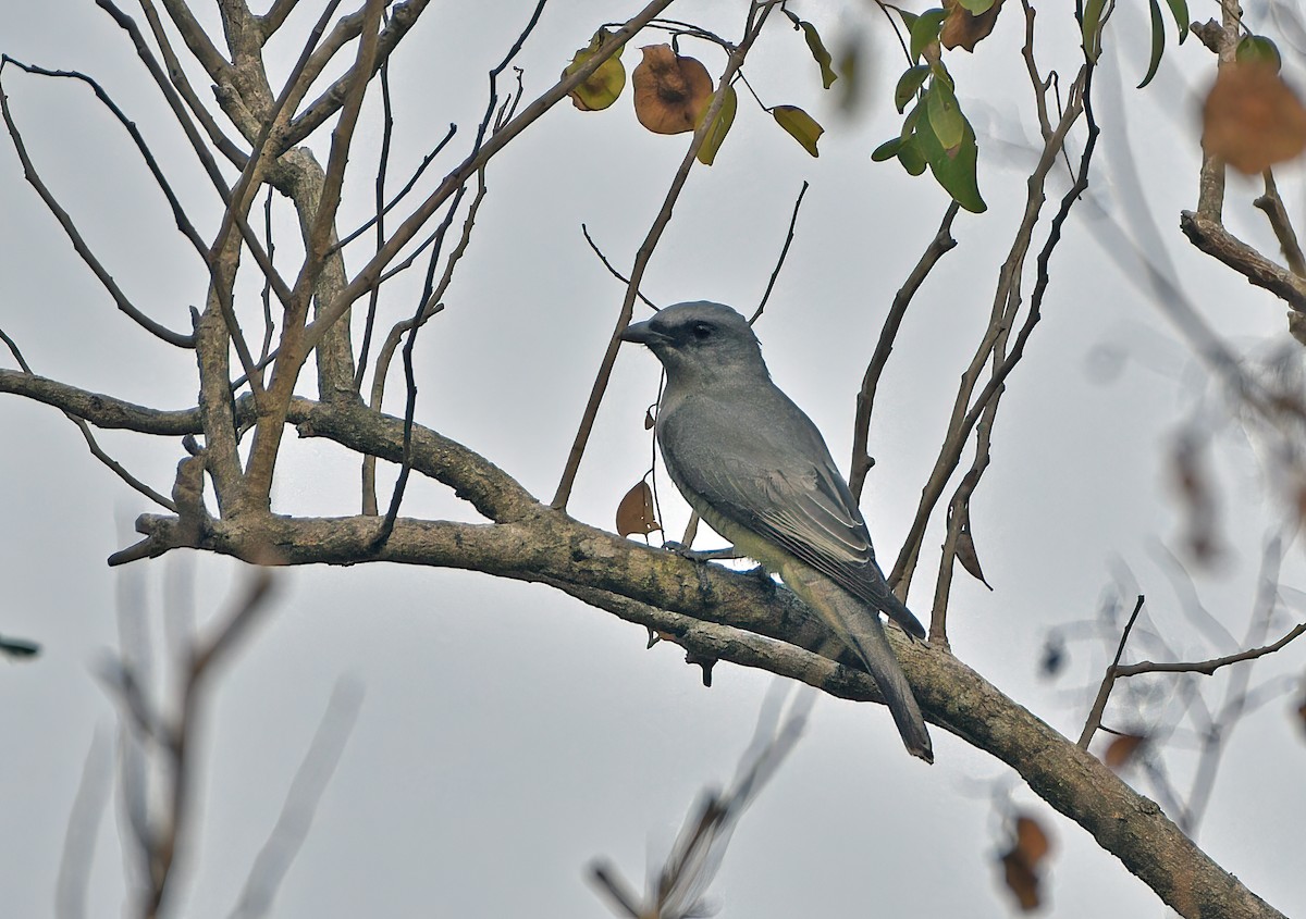 Large Cuckooshrike - ML538165411