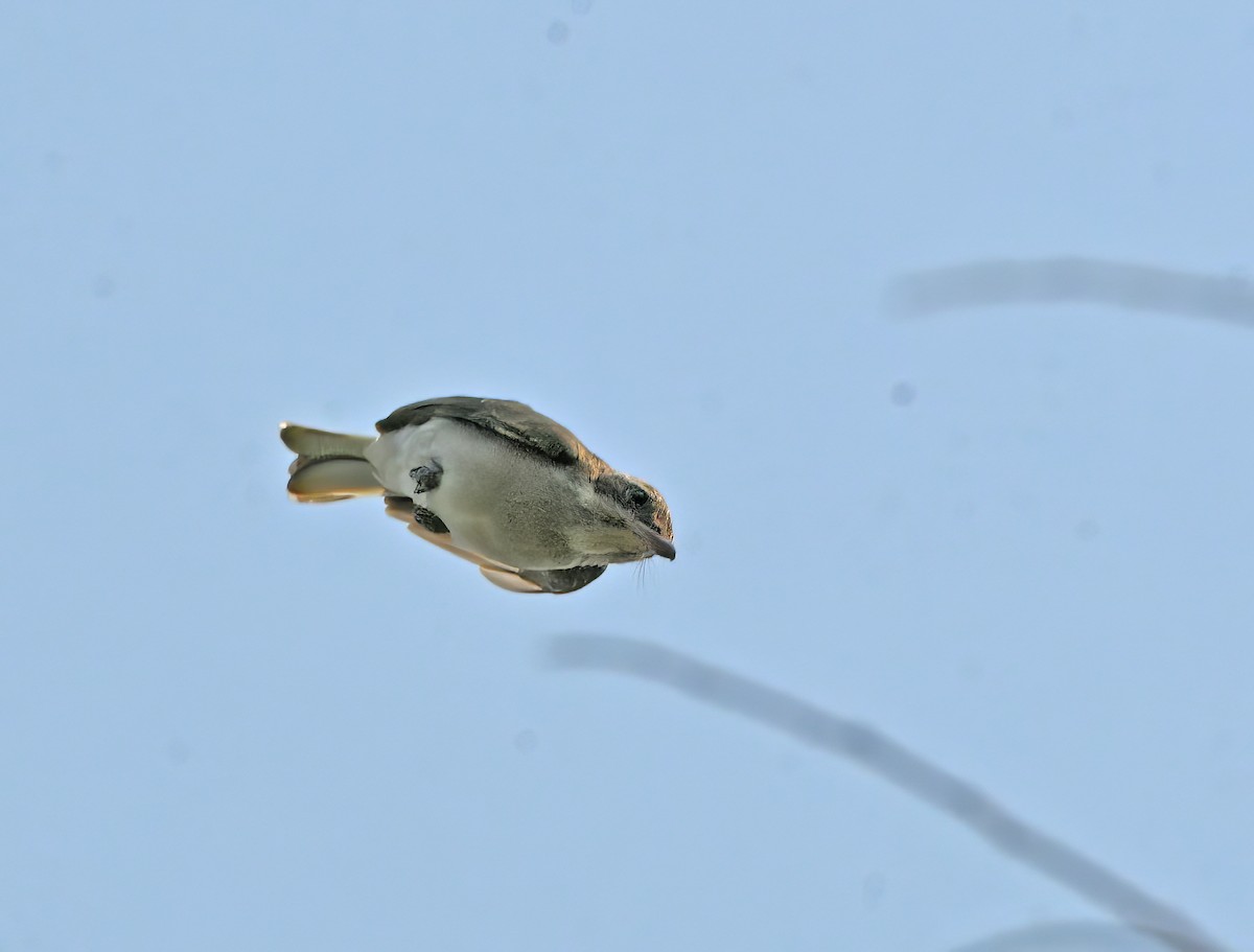 Common Woodshrike - Prashanth Mohan B H