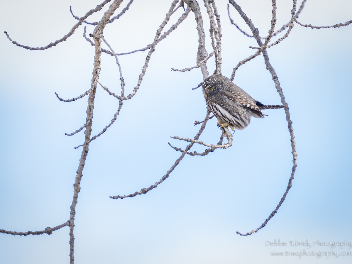 Northern Pygmy-Owl - ML538166291