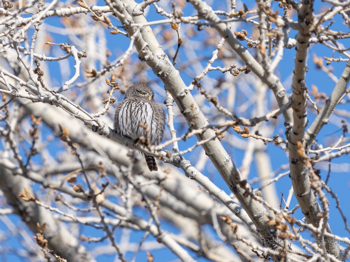 Northern Pygmy-Owl - ML538166301