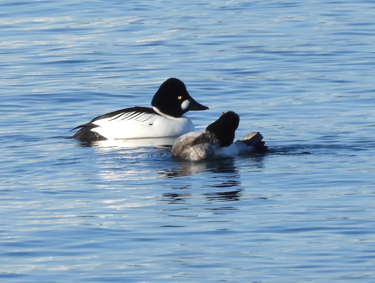 Common Goldeneye - ML538166751