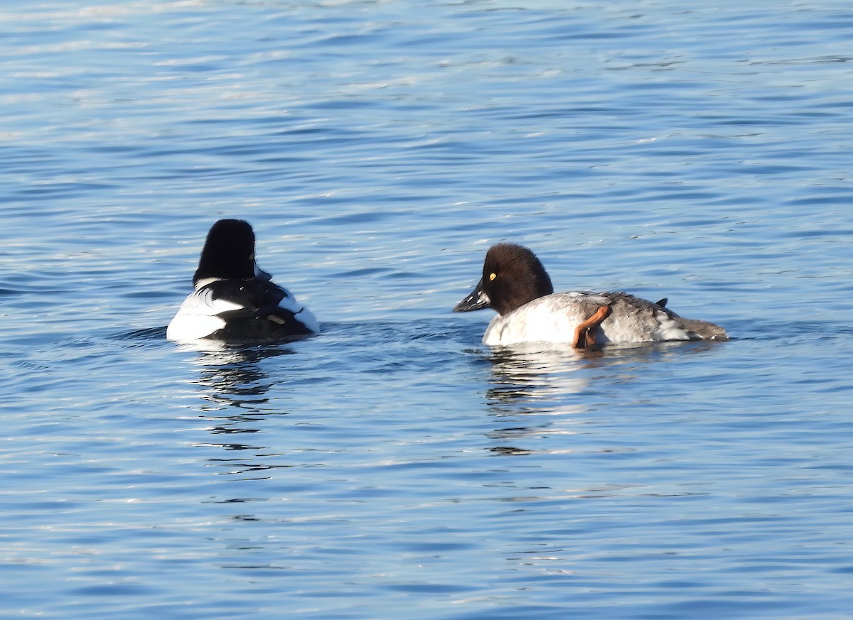 Common Goldeneye - ML538166761